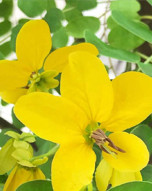 Bild von Cassia, einem wertvollen Wirkstoff in der Haarpflege