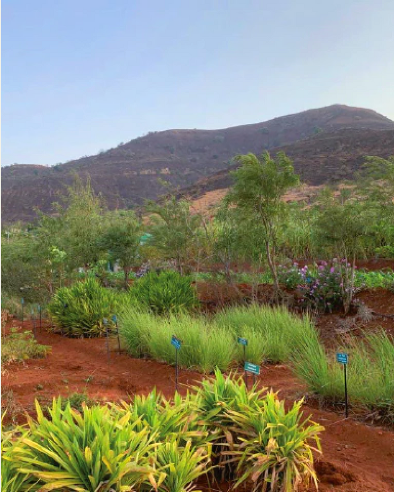 Bild vom Khadi Elixier in der indischen Landschaft