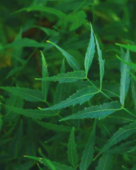 Bild von Neem, Inhaltsstoff und Wirkstoff von Khadi